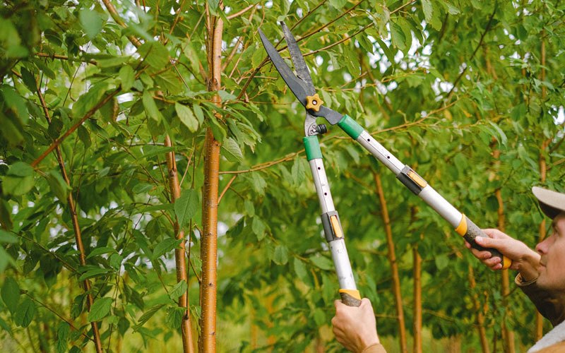 Tree trimming in Uniontown, KY